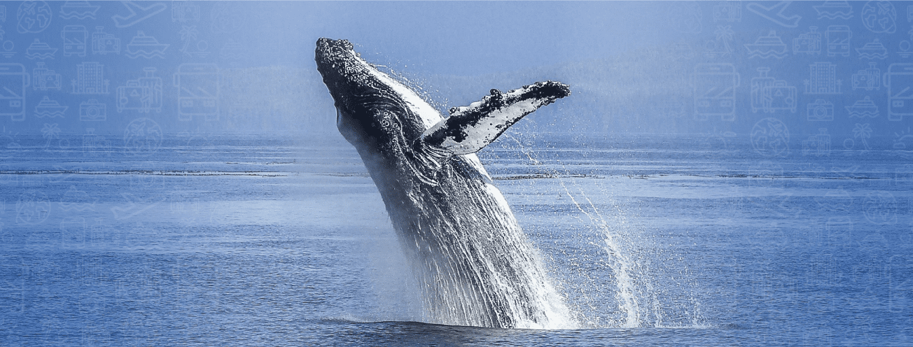 Nuqui – avistamiento de ballenas